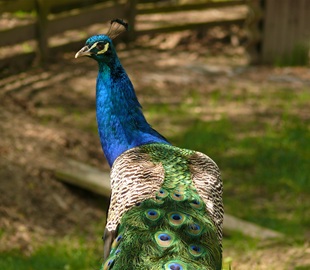 Bejčkův mlýn -  mini zoo